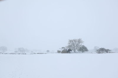 Trees on snow covered landscape against clear sky