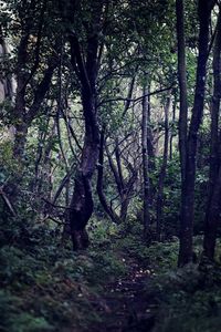 Trees in forest