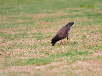 Bird perching on grass