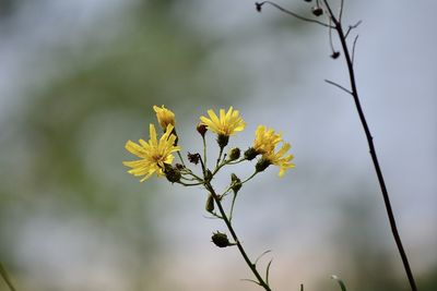 Close-up of yellow flowering plant