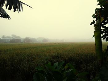 Scenic view of agricultural field against clear sky