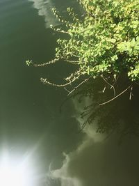 High angle view of tree by lake