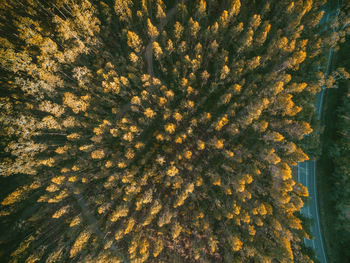 Aerial view of autumn trees