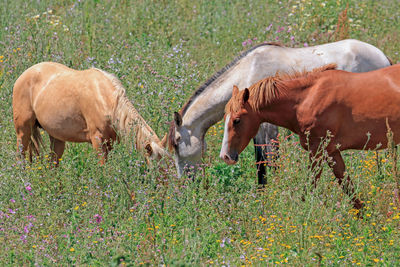 Horses grazing in field during sunny day