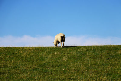 Adult sheep grazing in green pastures with sky background