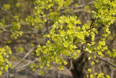 Close-up of yellow flowering plant