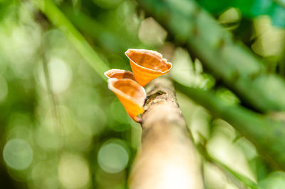 Close-up of flower against blurred background