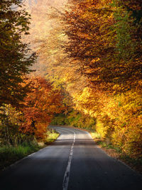 Road amidst trees in forest