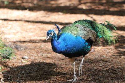 Peacock perching for food , while enjoying the habitat . very attractive bird .