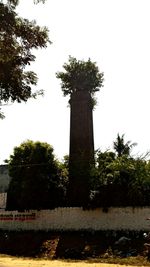 Trees growing against clear sky