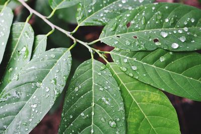 Close-up of raindrops on leaves