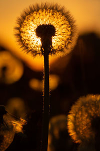 Close-up of dandelion on plant at sunset