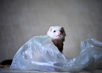 Portrait of ferret