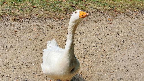 High angle view of bird on field