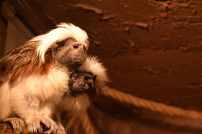 Close-up of monkeys