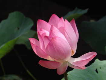 Close-up of pink lotus