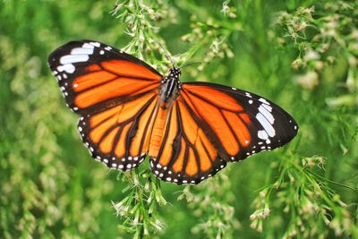 Close-up of butterfly on leaf