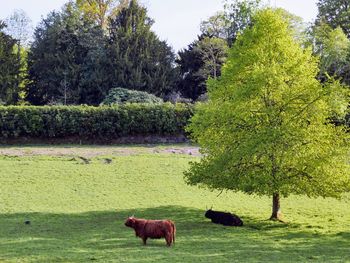 Horses grazing in a field