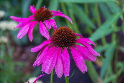 Close-up of pink flower