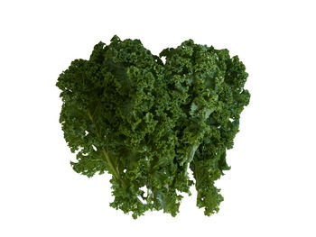 Close-up of green leaf against white background