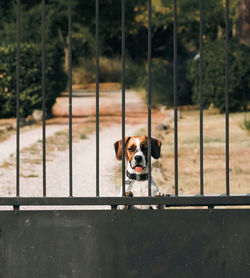 High angle view of dog standing by fence