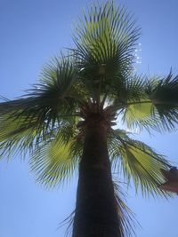 Low angle view of palm tree against clear sky