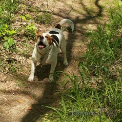 Dog on grass