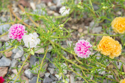 Close-up of pink flowering plants