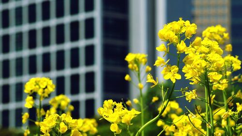 Close-up of yellow flowers blooming outdoors