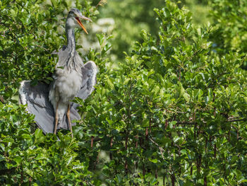 View of bird on branch