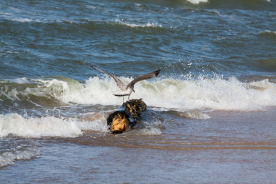 View of bird flying over sea