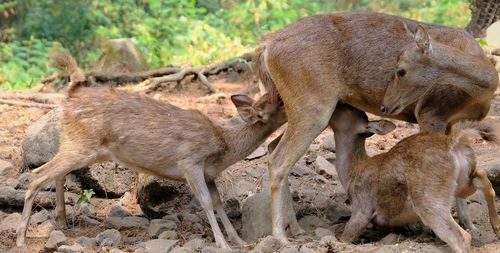 Deer in a farm