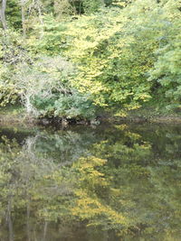 Full frame shot of plants in lake