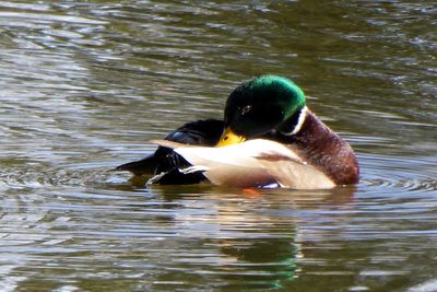 Duck swimming in lake