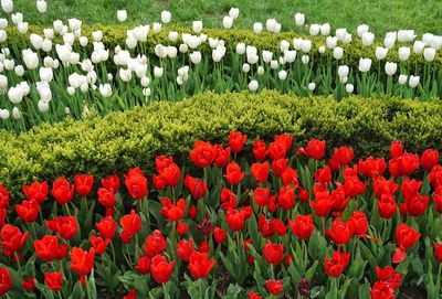 Red tulips in field