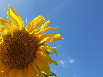 Low angle view of sunflower against sky