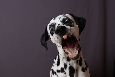 Black and white dog eats food