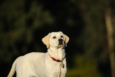 Labrador retriever standing in park