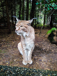 View of a cat looking away