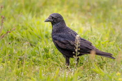 Close-up of a bird perching on grass