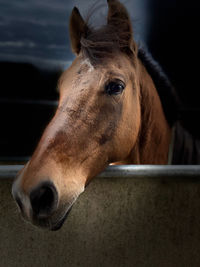 Close-up of horse in ranch