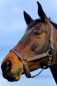 Close-up portait of an adult horse with grass in the mouth