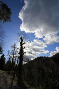 Low angle view of trees on field against sky