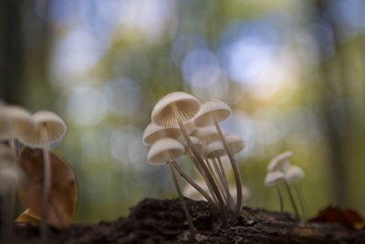 Close-up of mushroom growing on field