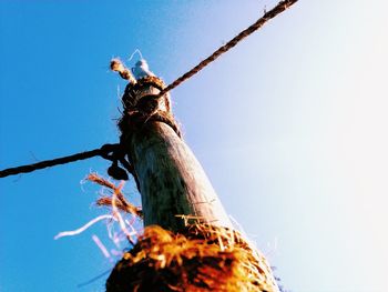 Low angle view of tree against sky