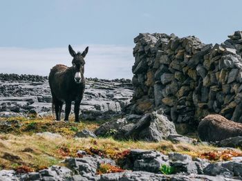 Horse standing on rock