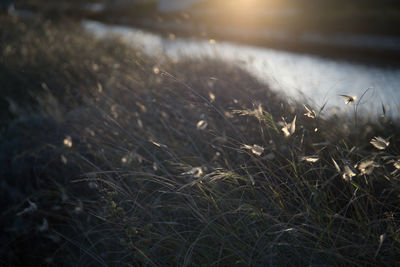 Close-up of grass growing on field