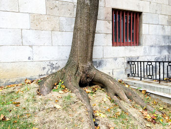 Tree in front of building