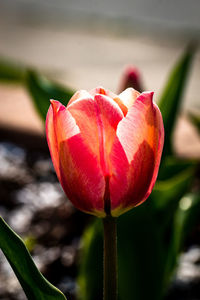 Close-up of red tulip