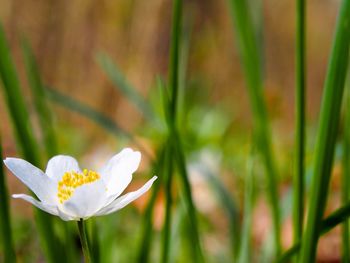 Close-up of white flowering plant on field